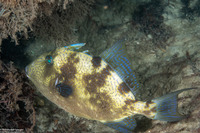Balistes capriscus (Gray Triggerfish)