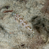 Ulaema lefroyi (Mottled Mojarra)