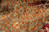 Astrangia haimei (Astrangia Haimei)