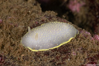 Cadlina luteomarginata (Yellow Margin Cadlina)
