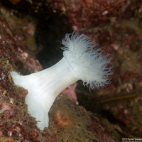 Metridium farcimen (White-Plumed Anemone)