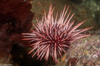 Mesocentrotus franciscanus (Red Sea Urchin)