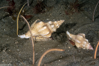 Kelletia kelletii (Kellet's Whelk)