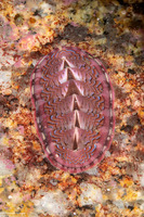 Tonicella lokii (Flame Lined Chiton)