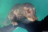 Phoca vitulina (Harbor Seal)