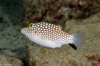 Canthigaster jactator (Hawaiian Whitespotted Toby)