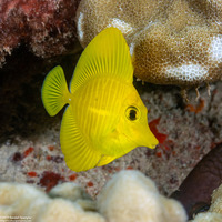 Zebrasoma flavescens (Yellow Tang)