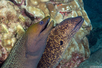 Gymnothorax undulatus (Undulated Moray)