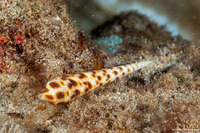 Oxymeris areolata (Dark-Spotted Auger)