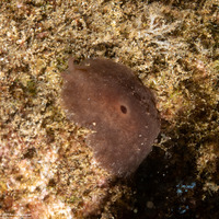 Berthella sp.1 (One-Spot Berthella)