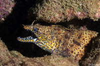 Enchelycore pardalis (Dragon Moray)