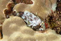 Sebastapistes coniorta (Speckled Scorpionfish)