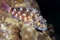 Cirrhitus pinnulatus (Stocky Hawkfish)