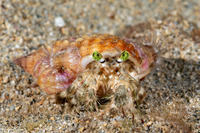 Dardanus deformis (Pale Anemone Hermit Crab)