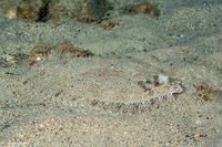 Bothus pantherinus (Panther Flounder)