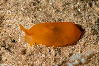 Berthellina delicata (Orange Gumdrop)