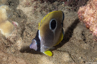 Chaetodon unimaculatus (Teardrop Butterflyfish)