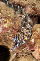 Enchelycore pardalis (Dragon Moray)