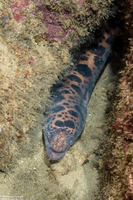 Scuticaria tigrina (Tiger Snake Moray)