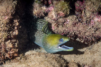 Gymnothorax undulatus (Undulated Moray)