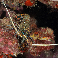 Panulirus penicillatus (Pronghorn Spiny Lobster)
