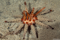Chondrocidaris gigantea (Rough-Spined Urchin)
