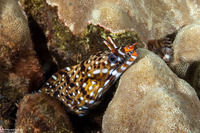 Enchelycore pardalis (Dragon Moray)