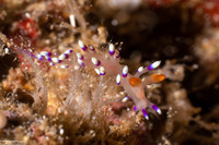Coryphellina exoptata (Desirable Flabellina)