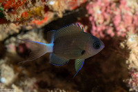 Pycnochromis hanui (Chocolate Dip Chromis)