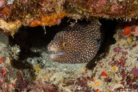 Gymnothorax meleagris (Whitemouth Moray)