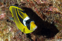 Chaetodon lunula (Raccoon Butterflyfish)
