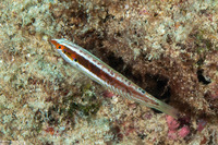 Coris venusta (Elegant Coris)