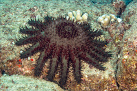 Acanthaster solaris (Crown-of-Thorns Star)