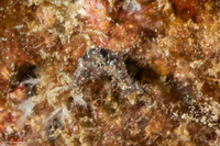 Stylocheilus striatus (Lined Sea Hare)