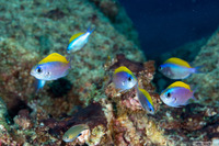 Chromis ovalis (Oval Chromis)