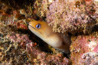 Gymnothorax melatremus (Dwarf Moray)