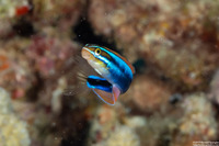 Plagiotremus ewaensis (Ewa Fang Blenny)