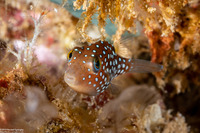 Canthigaster jactator (Hawaiian Whitespotted Toby)