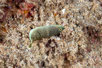 Anampses chrysocephalus (Psychedelic Wrasse)