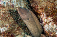 Gymnothorax meleagris (Whitemouth Moray)