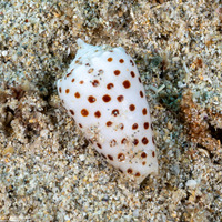 Conus pulicarius (Flea Cone)