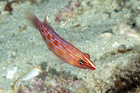 Pseudocheilinus octotaenia (Eightline Wrasse)