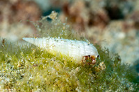 Dardanus sanguinocarpus (Bloody Hermit Crab)