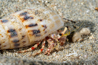 Dardanus sanguinocarpus (Bloody Hermit Crab)