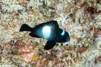 Dascyllus albisella (Hawaiian Dascyllus)