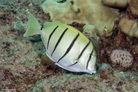 Acanthurus triostegus (Convict Tang)