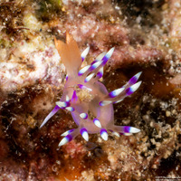 Coryphellina exoptata (Desirable Flabellina)