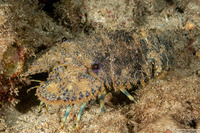 Parribacus antarcticus (Sculptured Slipper Lobster)