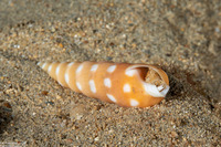 Terebra guttata (White-Spotted Auger)