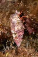 Calcinus laurentae (Laurent's Hermit Crab)